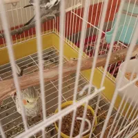 عروس هلندی|پرنده|گوگان, |دیوار