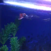 ماهی گوپی نرو ماده مولد|ماهی|چهاردانگه (تهران), |دیوار