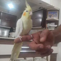 طوطی|پرنده|برخوار, |دیوار