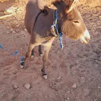 ماده خر|حیوانات مزرعه|تربت جام, میان جام|دیوار