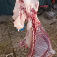 قصاب سیار وخوش قول|خدمات پذیرایی، مراسم|اندیمشک, |دیوار