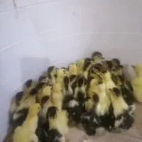 اردک یک روزه|حیوانات مزرعه|قم, نخودی|دیوار