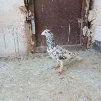 سار سیاه و سینه سیاه