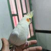 عروس هلندی نر دستی