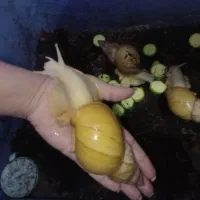 حلزون آچاتینا آلبینو سوپر مولد