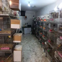 فروش 150 جفت گرینچیک