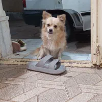 سگ پامر