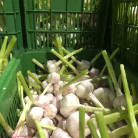 سیر صادراتی سورت شده