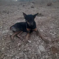 سگ گمشده