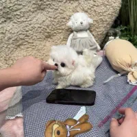 واگذاری سگ جیبی