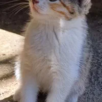 واگذاری بچه گربه