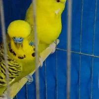 مرغ عشق انگلیسی گریدB