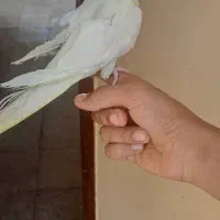 عروس هلندی