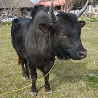 دوعدد ورزا دیدنی