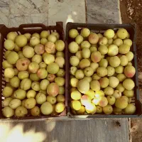 زردآلو اورگانیک امروز چیده شده