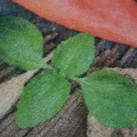 پتو دو رو برجسته یک نفره و دونفره