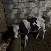 گاو سیمینتال شکم چهارم همراه با یک عدد گوساله