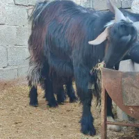 بز و چپش کهره|حیوانات مزرعه|شیراز, ارم|دیوار
