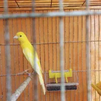 جوجه قناری.نر.نژاد سوپر