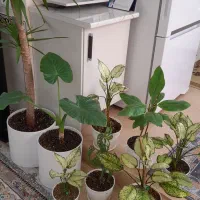 گل و گلدان طبیعی