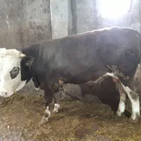 گاو|حیوانات مزرعه|نیر (اردبیل), |دیوار