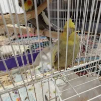 یک جفت عروس هلندی باقفس وکلبه به فروش می‌رسد|پرنده|پردیس, سیاه سنگ|دیوار