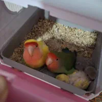 جفت طوطی برزیلی صورت هلویی مولد با جوجه