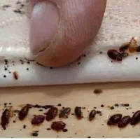 سم پاشی و سمپاشی تضمینی