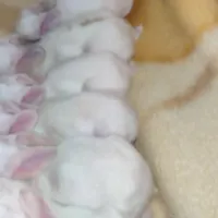 خرگوش ش