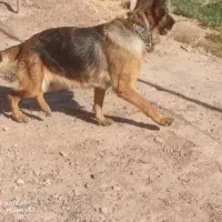 یک جفت سگ ژرمن شولاین