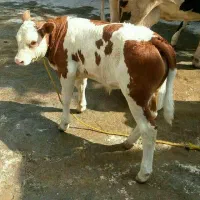 مجموعه فروش گوساله پرواری و داشتی