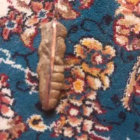 پلاک گردنی هبهاب شرط اصل