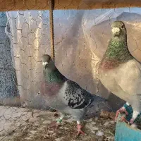 تعدادی کبوتر