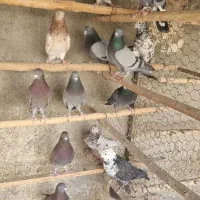 کفترخوب|پرنده|باقرشهر, |دیوار