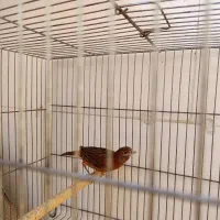 قناری سرخ سوخته  نر|پرنده|صدرا-فارس, فاز ۱|دیوار