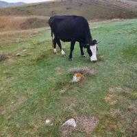 گاو محلی 9راس جمعی