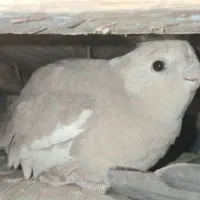 مرغ عشق پروانه و ساده و عروس هلندی