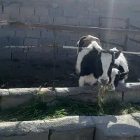 گوساله نر و ماده سیمینتال وهلشتاین