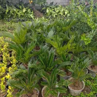 انواع گل های باغچه|گل و گیاه طبیعی|کتالم و سادات شهر, |دیوار