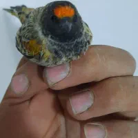 سهره گلبسر|پرنده|کرمانشاه, |دیوار