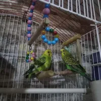 مرغ عشق نرو ماده|پرنده|تبریز, |دیوار