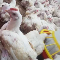 مرغ گوشتی ارگانیک