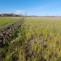 فروش زمین|فروش زمین و ملک کلنگی|کلاچای, |دیوار