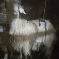 بزوبزغاله سانن