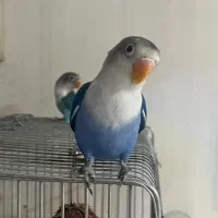 طوطی کوتوله برزیلی