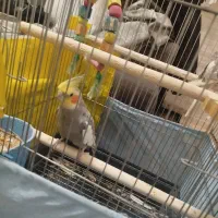 دوتا عروس هلندی نر