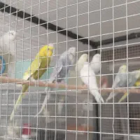 قناری|پرنده|داراب, |دیوار