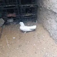 کبوتر|حیوانات|بوشهر, |دیوار