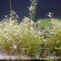 آکواریوم شیشه خمه ماهیران ۵۰×۳۴×۳۴