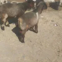 بره پای پروار